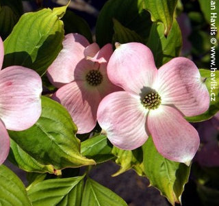 Stellar Pink® Dogwood (Cornus x 'Rutgan') - 1 gallon 3-4' TREE