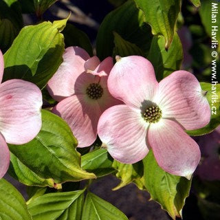 Stellar Pink® Dogwood (Cornus x 'Rutgan') - 1 gallon 4-5' TREE