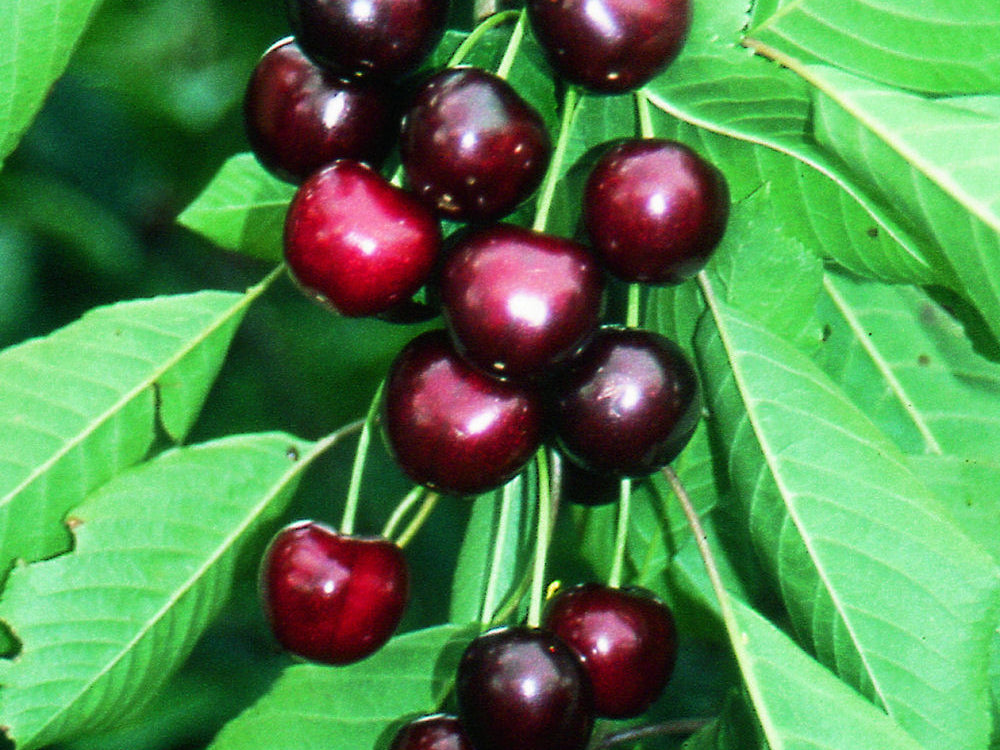 Sweetheart Sweet Cherry (Prunus avium 'Sweetheart') - 5 gallon 60" TREE