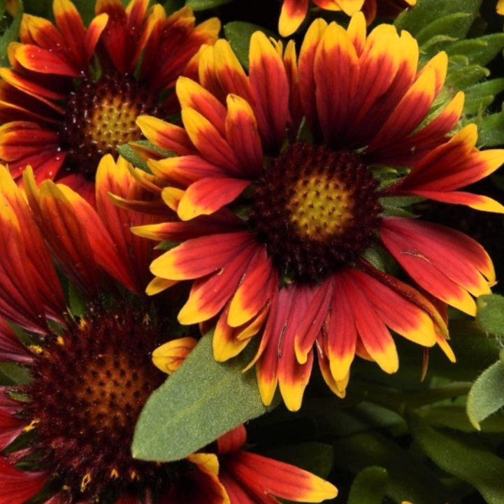 Gaillardia Spintop Orange Halo Blanket Flower (Gaillardia spintop 'Orange Halo') - QT