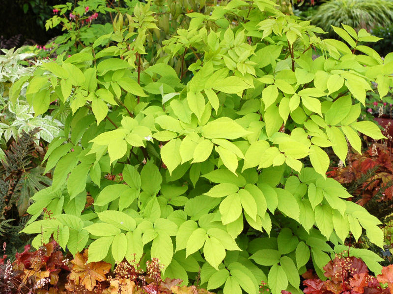 Golden Japanese Spikenard (Aralia cordata 'Sun King') - QT