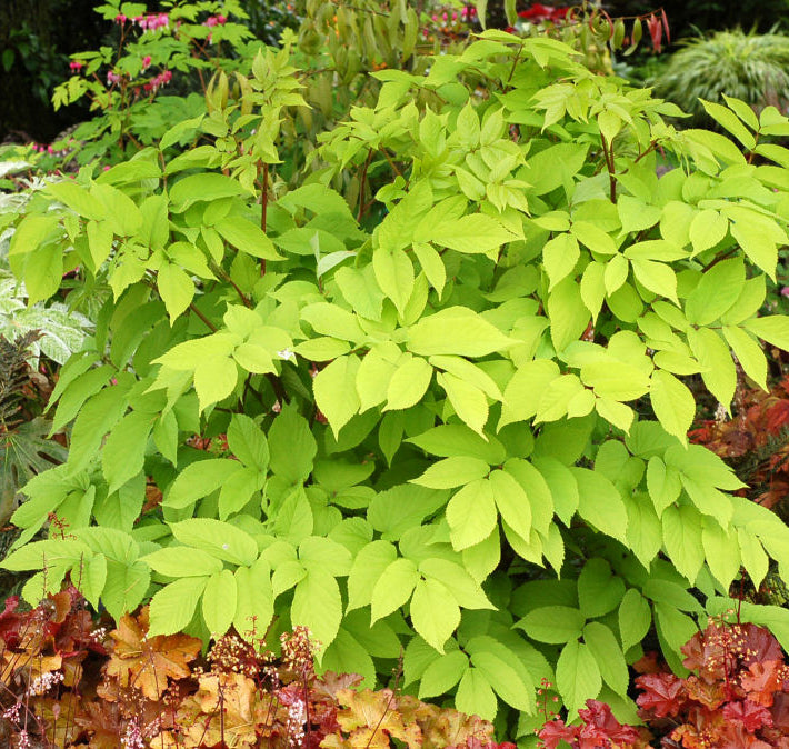 Golden Japanese Spikenard (Aralia cordata 'Sun King') - QT