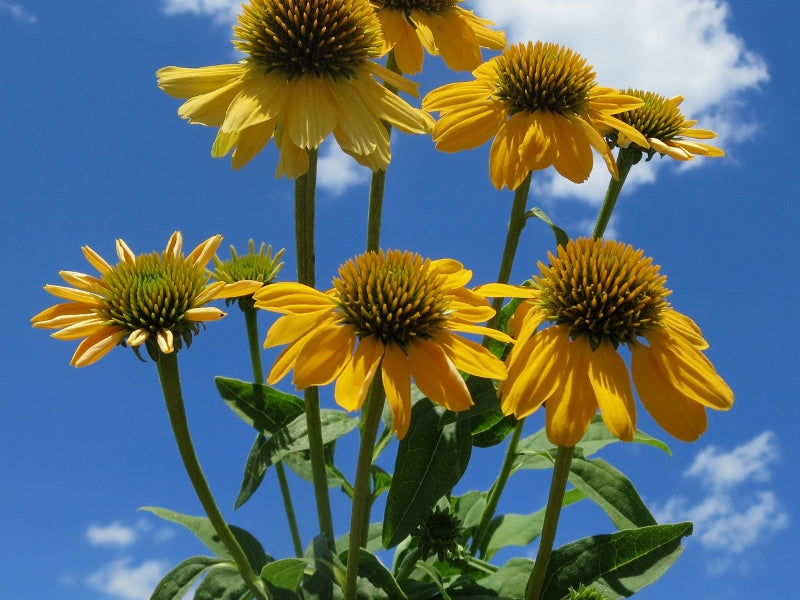 Sombrero® Lemon Yellow II (Improved) Coneflower (Echinacea 'Sombrero Lemon Yellow Ii') - QT
