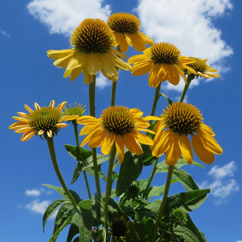 Sombrero® Lemon Yellow II (Improved) Coneflower (Echinacea 'Sombrero Lemon Yellow Ii') - QT