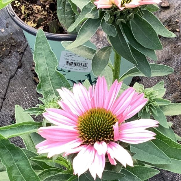 Sunseekers Salmon Coneflower (Echinacea sunseekers 'Salmon') - QT