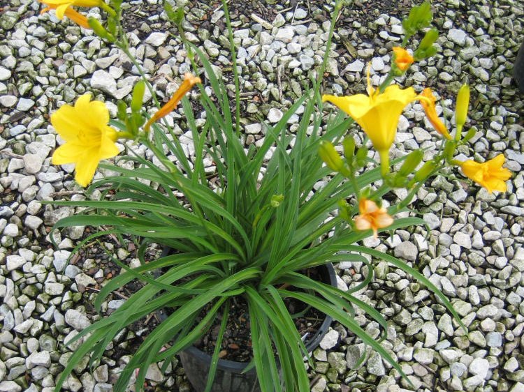 Stella d'Oro Daylily (Hemerocallis stella 'Stella d'Oro') - QT