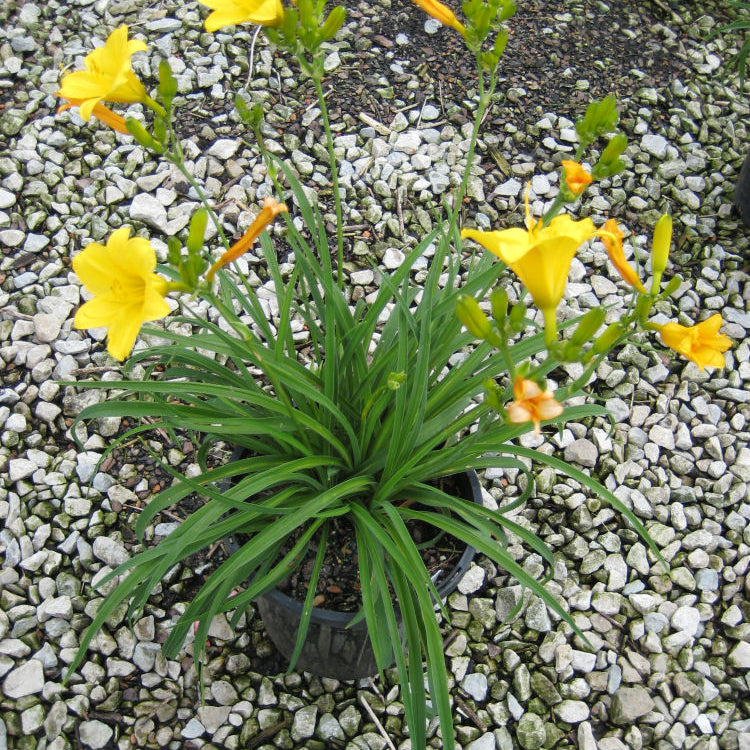 Stella d'Oro Daylily (Hemerocallis stella 'Stella d'Oro') - QT