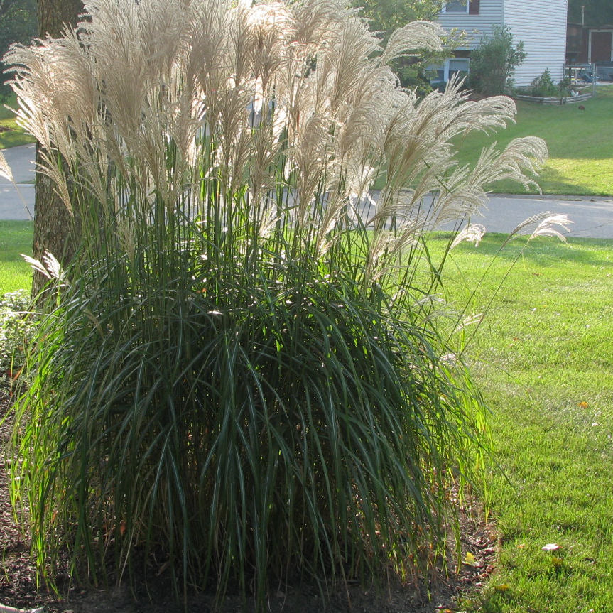 Gracillimus Maiden Grass (Miscanthus sinensis 'Gracillimus') - QT