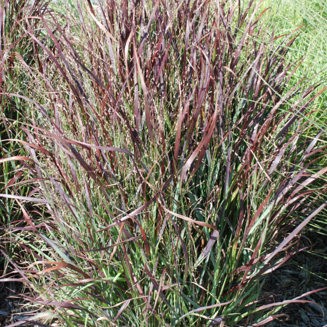 Shenandoah Switch Grass (Panicum virgatum 'Shenandoah') - QT