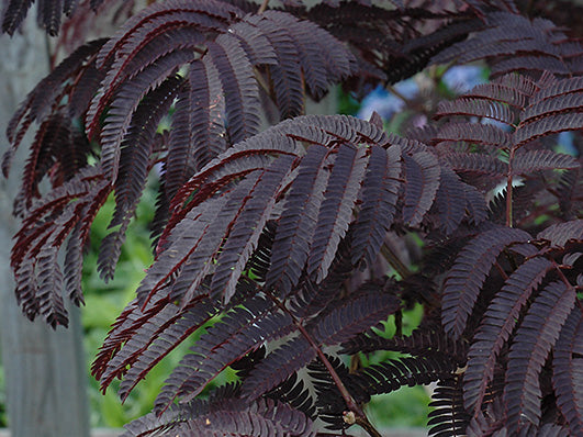 Summer Chocolate Mimosa Tree (ALBIZIA JULIBRISSIN SUMMER CHOCOLATE) - 5 gallon