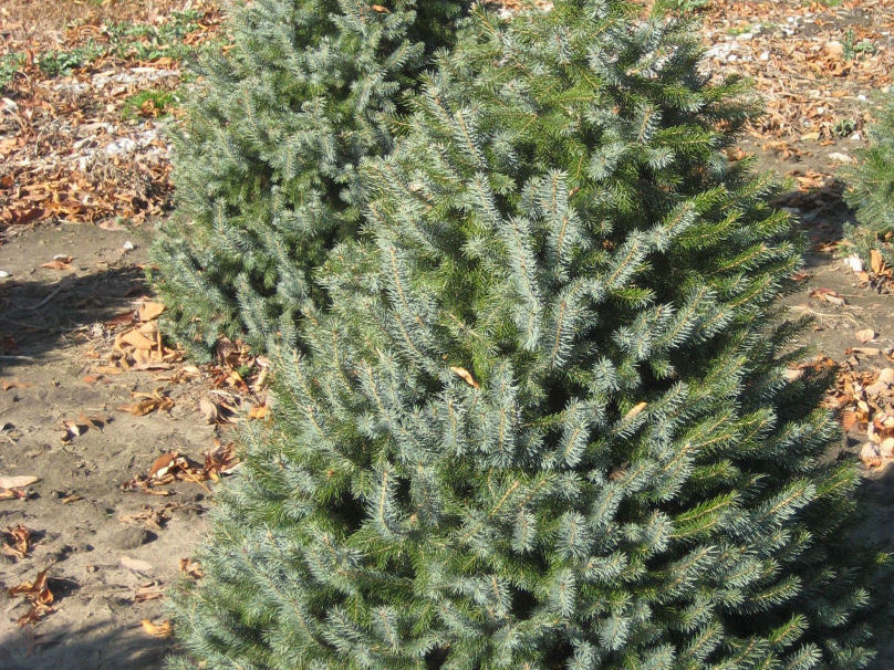 Serbian Spruce (Picea omorika) - 6" ECO POT
