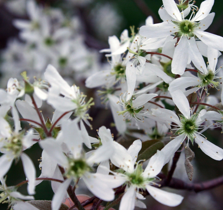 Smokey Serviceberry (Amelanchier alnifolia 'Smokey') - 1 gallon