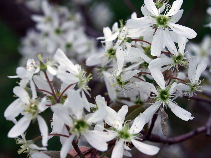 Smokey Serviceberry (Amelanchier alnifolia 'Smokey') - 1 gallon
