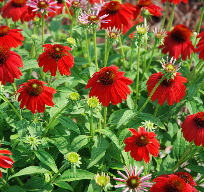 Sombrero Salsa Red Coneflower (Echinacea x purpurea 'Balsomsed') - QT