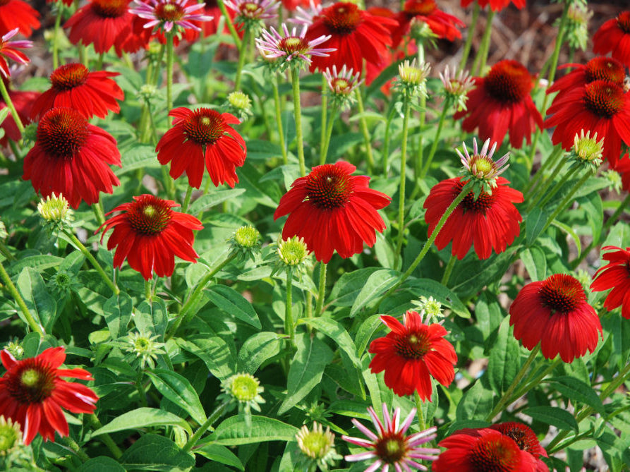 Sombrero Salsa Red Coneflower (Echinacea x purpurea 'Balsomsed') - QT