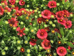 Spintop Red Blanket Flower (Gaillardia spintop 'Red') - QT