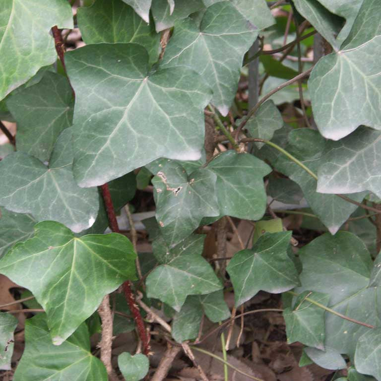 English Ivy (Hedera helix 'Hibernica') - QT