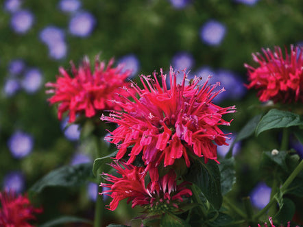 Sugar Buzz® Cherry Pops Bee Balm (Monarda 'Sugar Buzz Cherry Pops') - QT