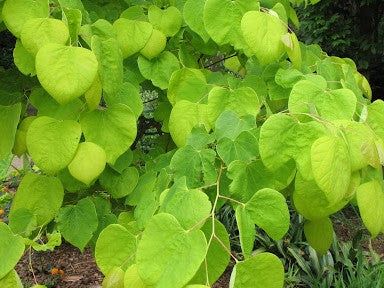 Hearts of Gold Redbud (Cercis canadensis 'Hearts of Gold') - 3 gallon TREE