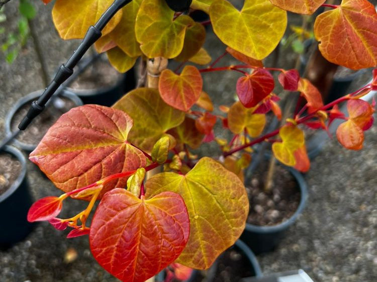Hearts A'Fire™ Redbud (Cercis canadensis 'Hearts A' Fire') - 1 gallon 3-4' TREE