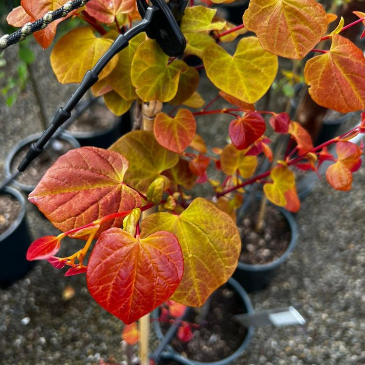 Hearts A'Fire™ Redbud (Cercis canadensis 'Hearts A' Fire') - 1 gallon 3-4' TREE