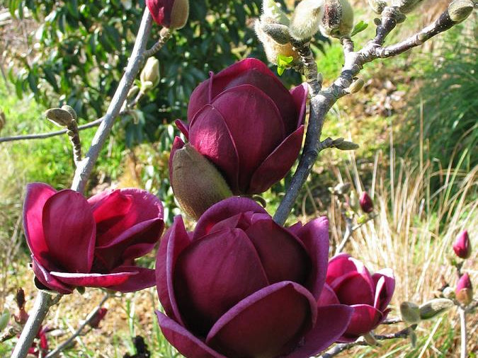 Genie Magnolia (Magnolia x 'Genie') - 1 gallon 6'' TREE