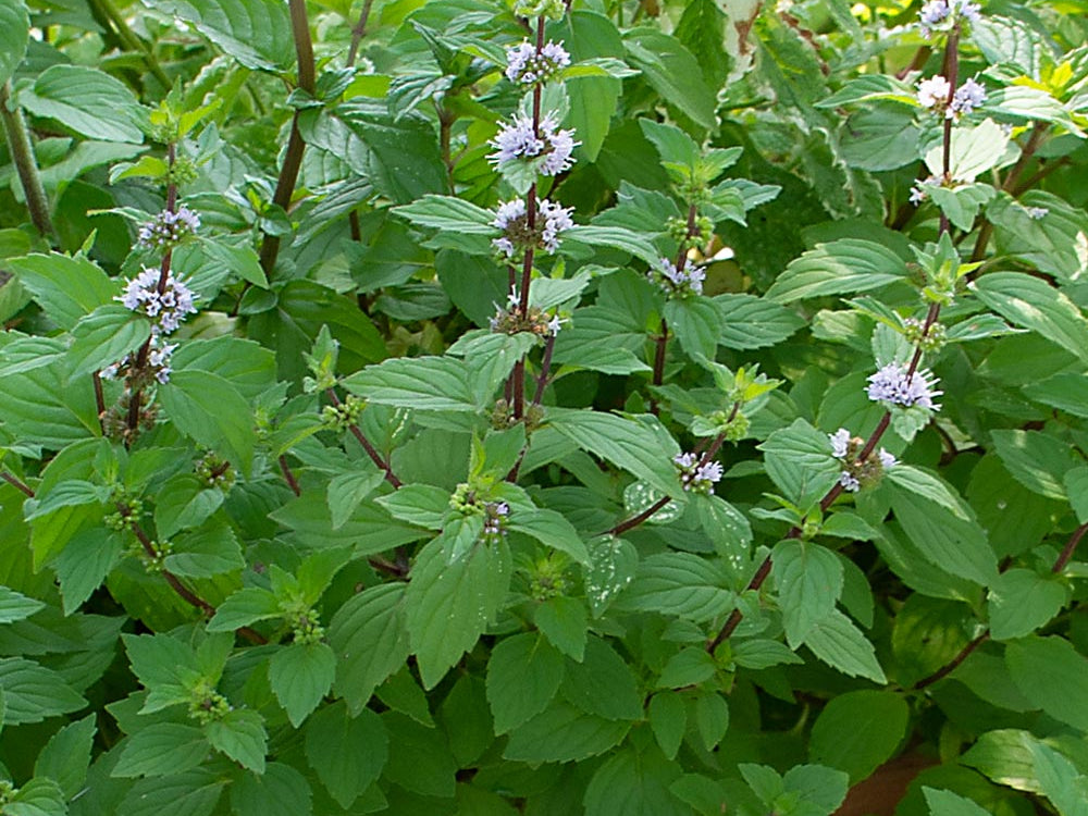Hillary’s Sweet Lemon Mint (Mentha ‘Hillary’s Sweet Lemon’) - QT