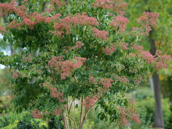 Temple of Bloom® Seven-Son Flower (Heptacodium temple 'Of Bloom') - 3 gallon