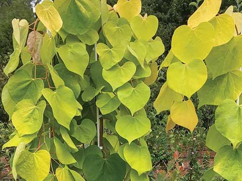 Golden Falls® Weeping Redbud (Cercis canadensis 'Golden Falls') - 2 gallon 36"