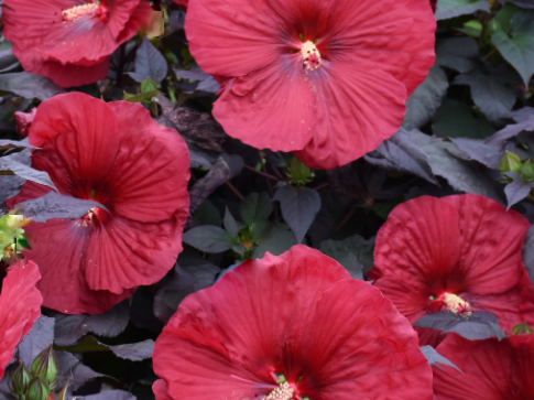 Summerific® 'Holy Grail' Rose Mallow (Hibiscus holy 'Grail') - 1 gallon