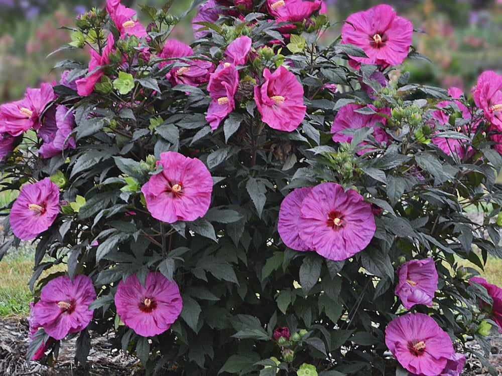 Summerific® 'Berry Awesome' Rose Mallow (Hibiscus x 'Summerific Berry Awesome') - 1 gallon