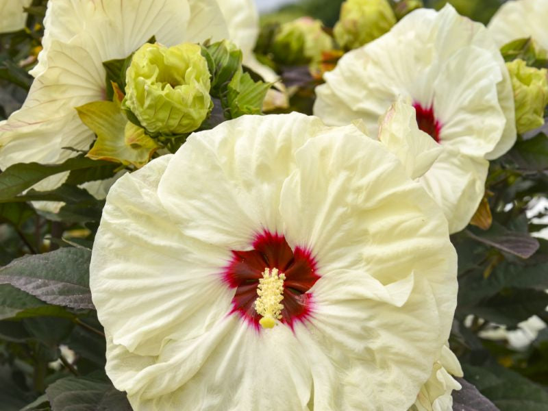 SUMMERIFIC® ‘Coconut Cream’ Rose Mallow (Hibiscus 'Coconut Cream') - 1 gallon