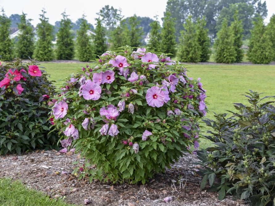 Summerific® 'Lilac Crush' Rose Mallow (Hibiscus x 'Summerific Lilac Crush') - 1 gallon