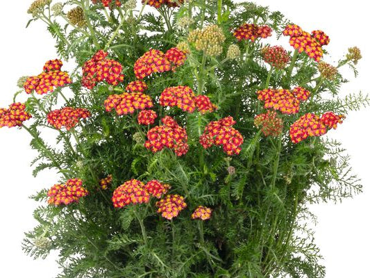 SkySail™ Fire Yarrow (Achillea millefolium SkySail™ Fire ‘Bosachskyfi’) - QT