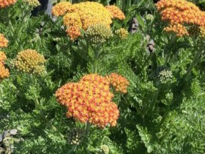 SkySail™ Yellow Yarrow (Achillea millefolium Skysail Yellow 'Bosachskyye'') - QT