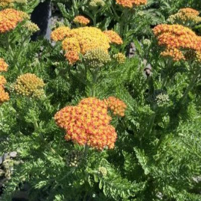 SkySail™ Yellow Yarrow (Achillea millefolium Skysail Yellow 'Bosachskyye'') - QT