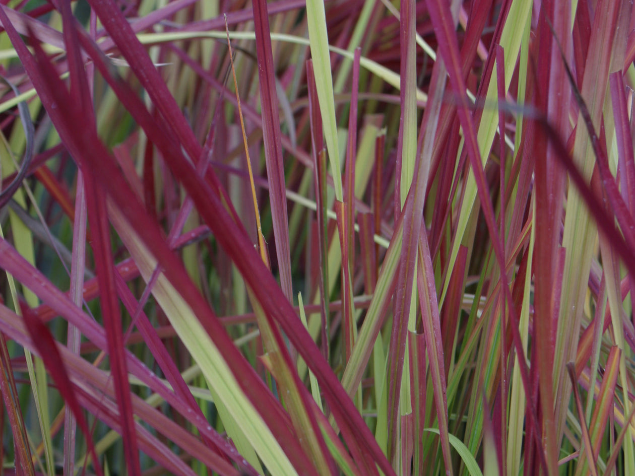 Japanese Blood Grass (Imperata koenigii 'Red Baron') - QT