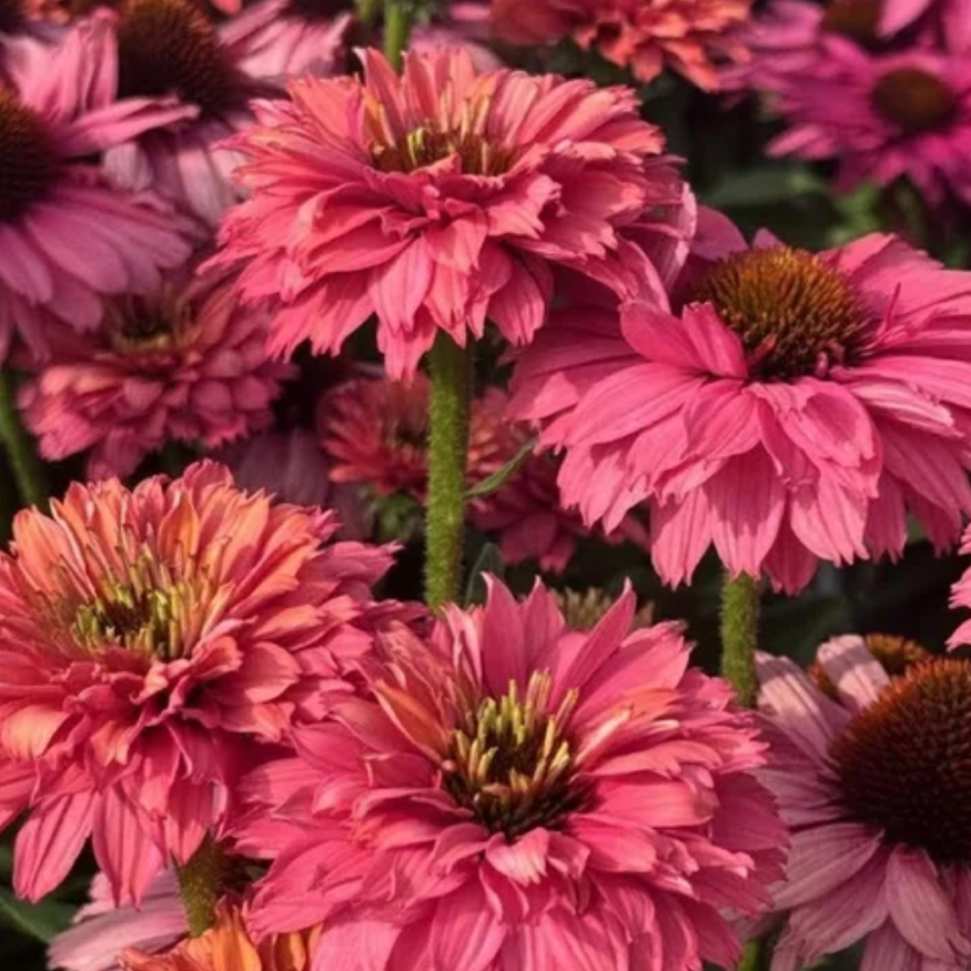 SunSeekers® ‘Pink Grapefruit’ Coneflower (Echinacea SunSeekers® ‘Pink Grapefruit’) - QT