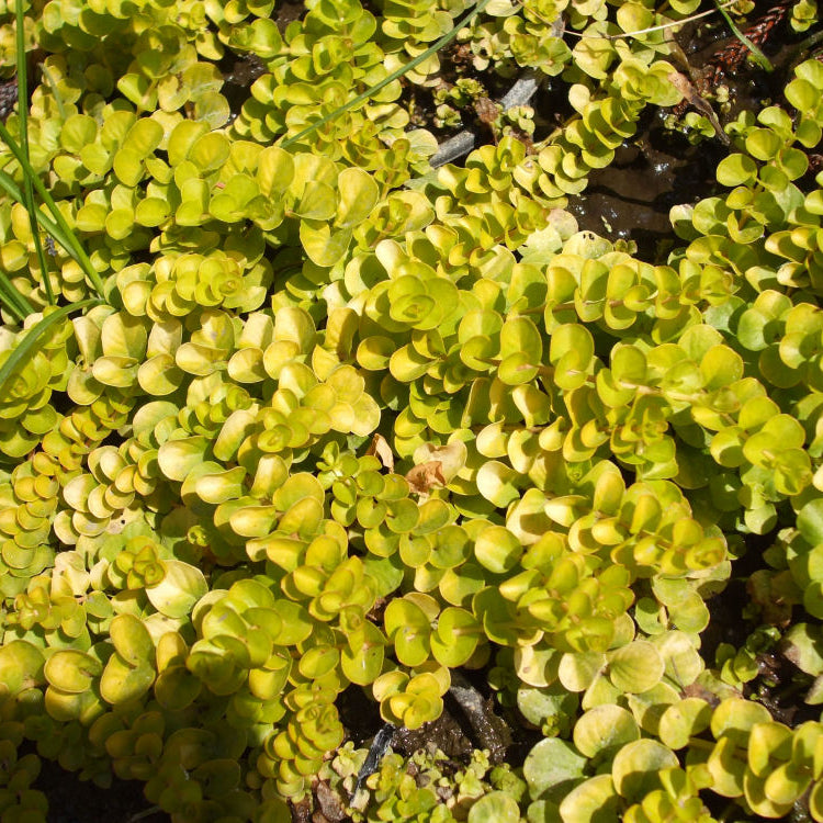 Golden Creeping Jenny (Lysimachia nummularia 'Aurea') - QT