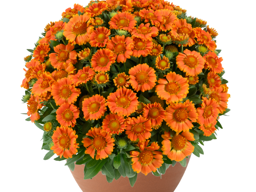 Gusto™ Orange Zest Blanket Flower (Gaillardia Gusto™ Orange Zest) - QT