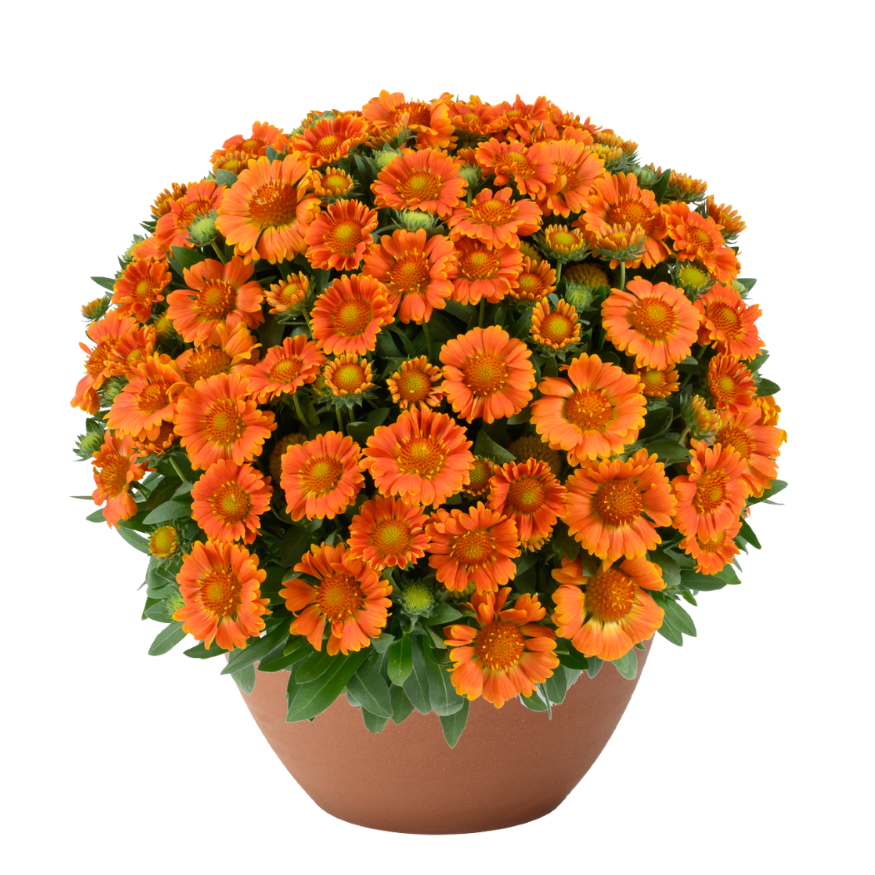 Gusto™ Orange Zest Blanket Flower (Gaillardia Gusto™ Orange Zest) - QT