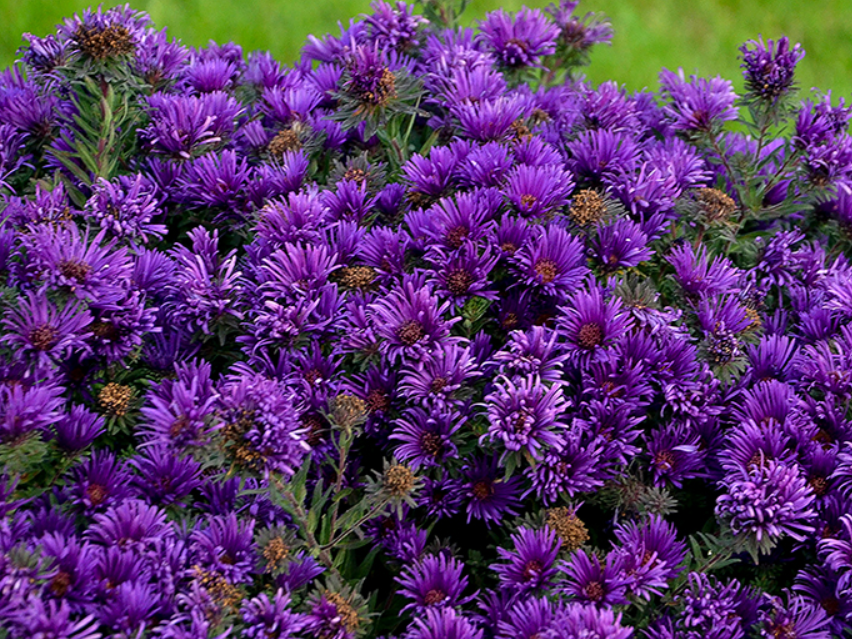 Grape Crush New England Aster (Aster grape 'Crush') - QT