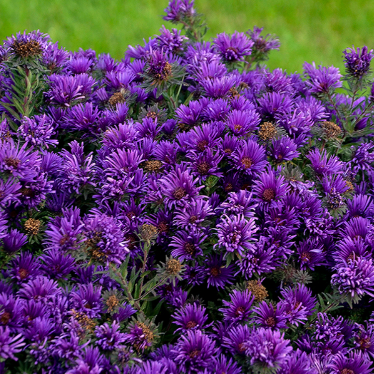 Grape Crush New England Aster (Aster grape 'Crush') - QT