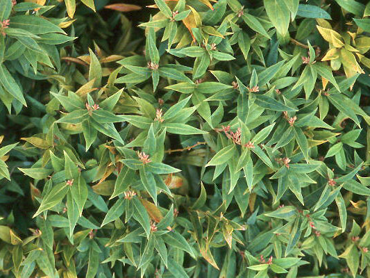 Himalayn sweet box (Sarcococca hookeriana var. humilis) - 2 gallon