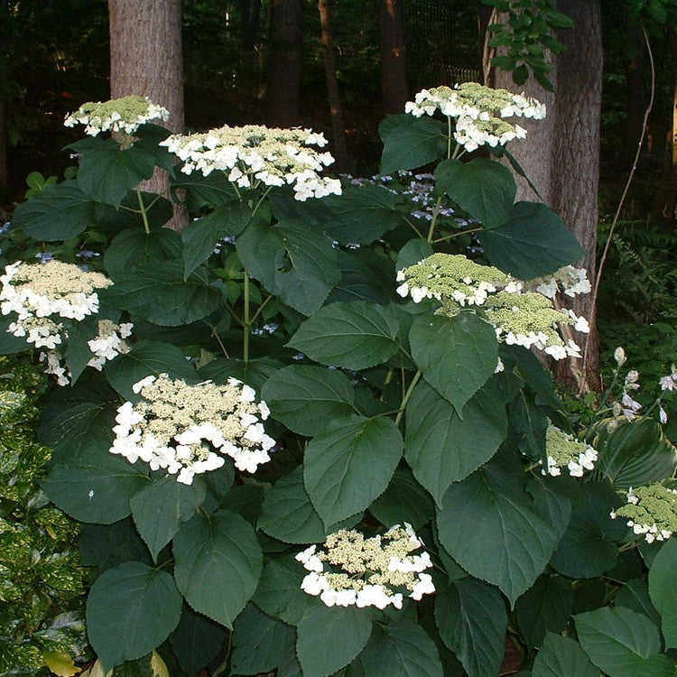 Haas Halo Smooth Hydrangea (Hydrangea arborescens 'Haas' Halo') - QT