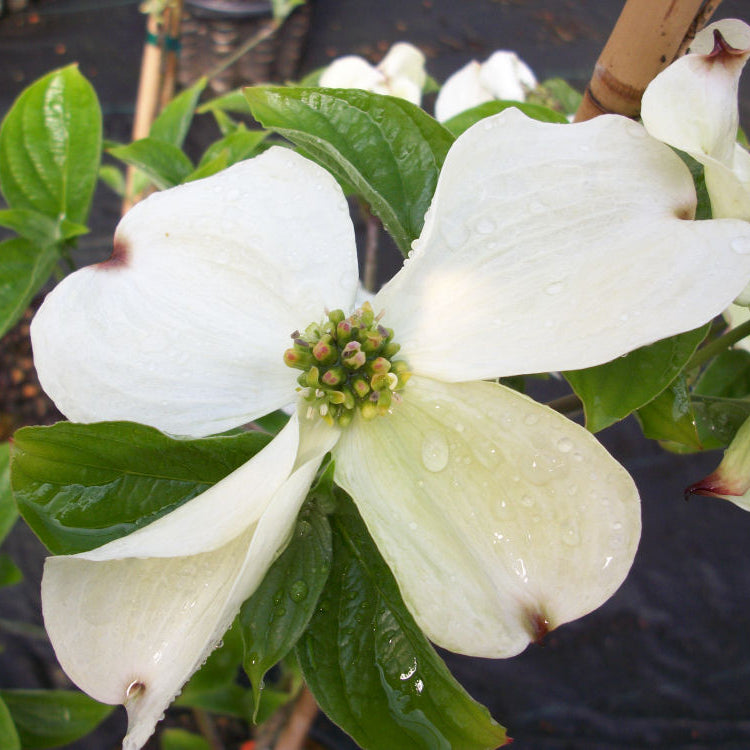 Cloud Nine Flowering Dogwood (Cornus florida 'Cloud Nine') - 2 gallon 3' TREE