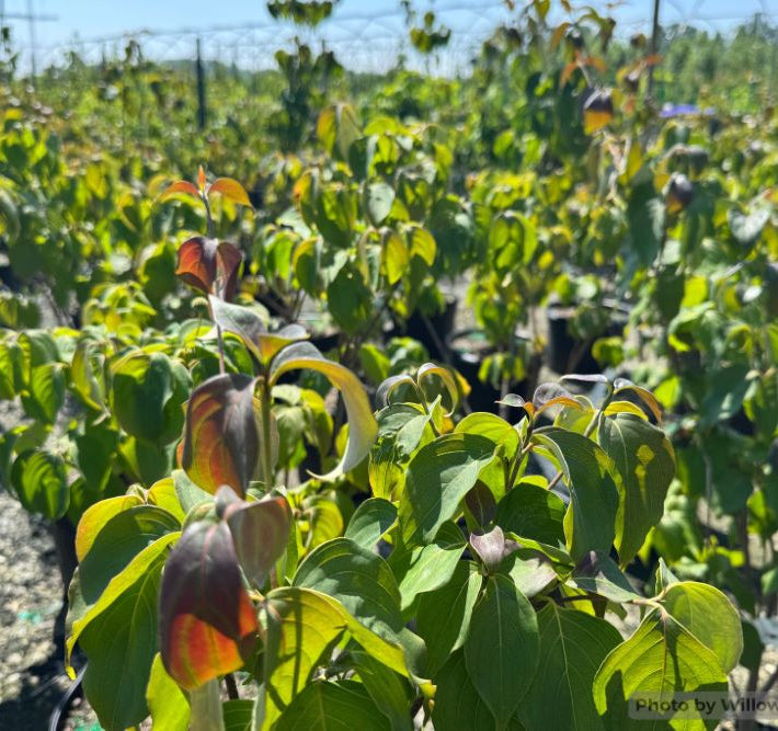 Smokeshow™ Kousa Dogwood (Cornus kousa 'HGFI65jd' SMOKESHOW) - 2 gallon 3' TREE