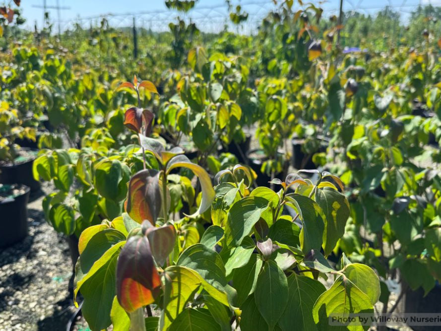 Smokeshow™ Kousa Dogwood (Cornus kousa 'HGFI65jd' SMOKESHOW) - 2 gallon 3' TREE