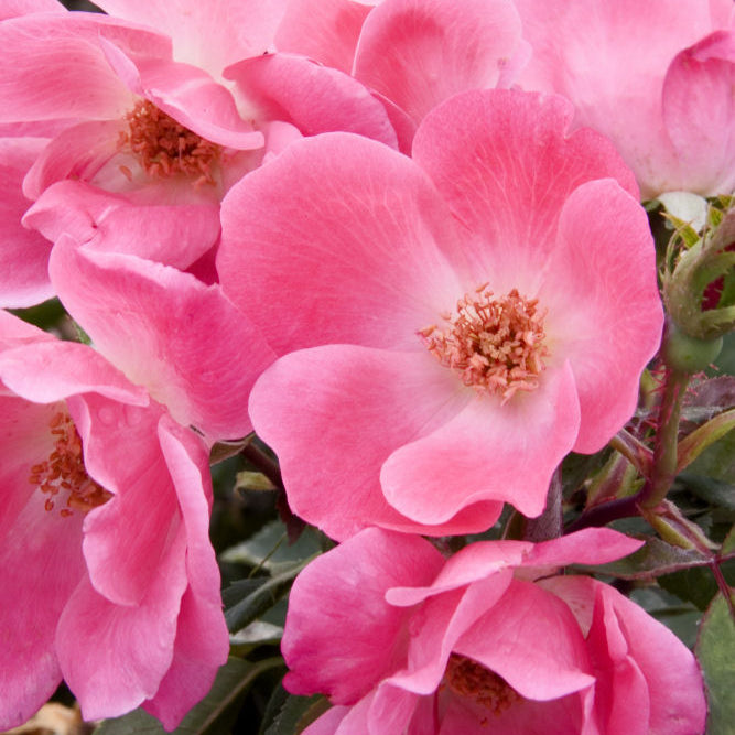 Pink Knock Out® Rose (Rosa K.O 'Radcon') - 2 gallon