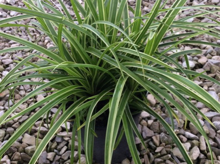 Ice Dance Sedge (Carex morrowii 'Ice Dance') - 1 gallon
